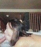 Veronica Perasso Live Onlyfans Sextape